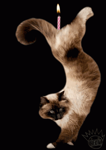 Siamese Cats GIF