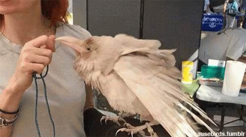 Sick White Raven GIF
