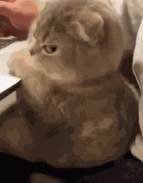 Side Eye Cat GIF