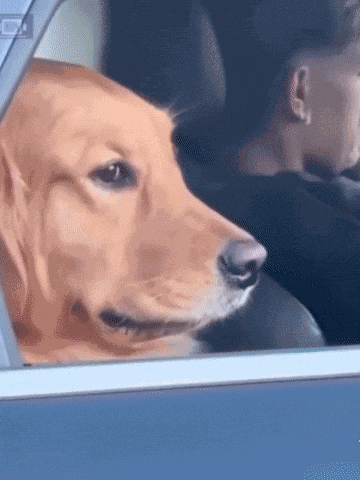 Side Eye Dog GIF