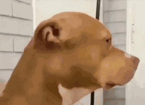 Side Eye Dog Pitbull Side Eye Meme