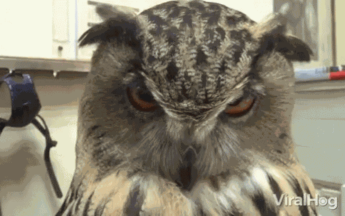 Side Eye Head Turn GIF
