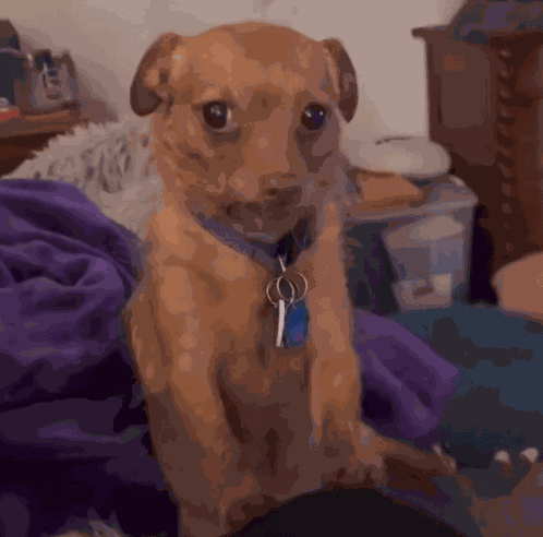 Side Eye Side Eye Dog GIF