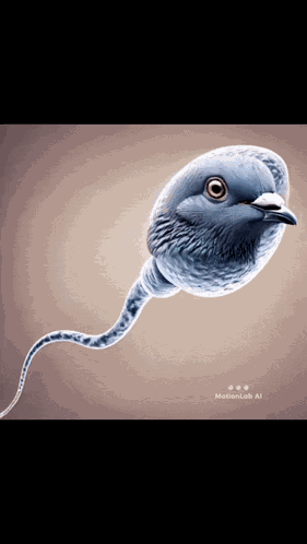 Sigeon Pex GIF