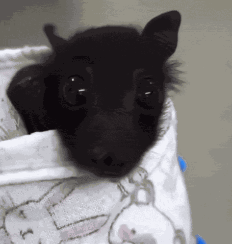 Silly Bat Cute Bat GIF