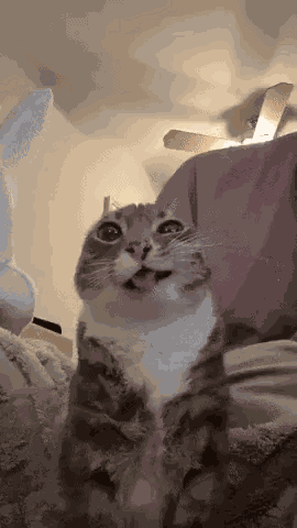 Silly Cat Tongue GIF