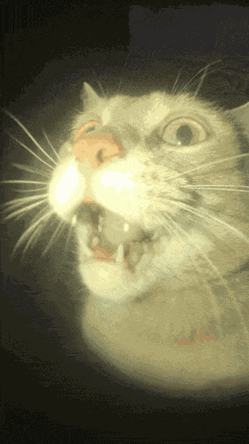 Silly Cat GIF