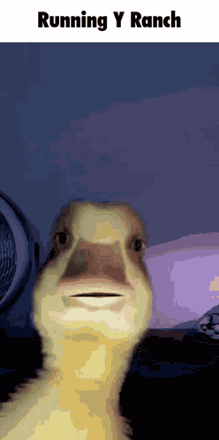 Silly Goose Erm GIF