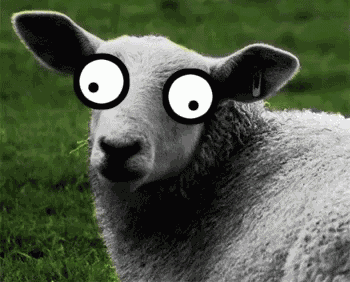 Silly Sheep - Silly GIF