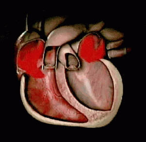 Sinusrhythm Heartbeats GIF