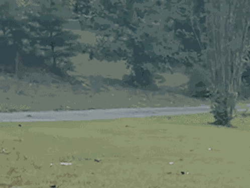Sirseanyt Sean Run GIF