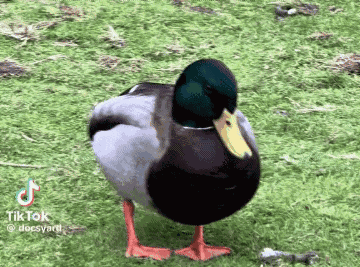 Sittim Duck Sitting Mallard Plop GIF