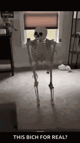 Skeleton Meme Skeleton GIF