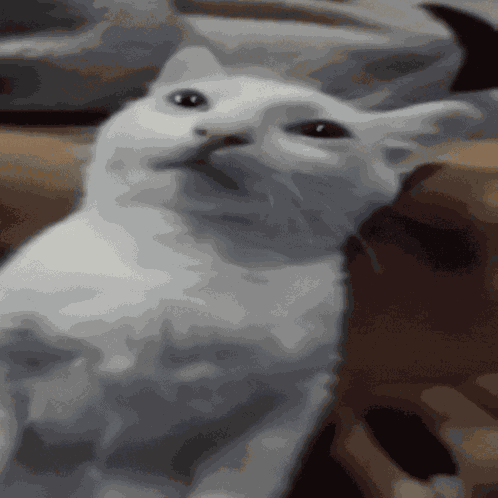 Skeleton Running Cat Meme Frozen White Cat Meme 2025 Cat Meme Brain Rot GIF