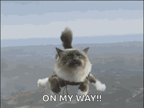 Skydiving Kitty GIF