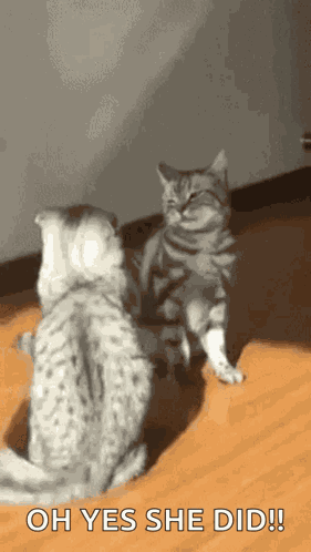 Slam Body GIF