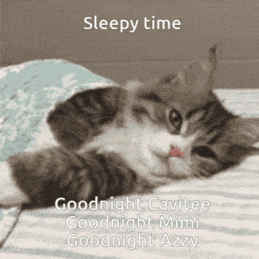 Sleep Sleepy Cat GIF