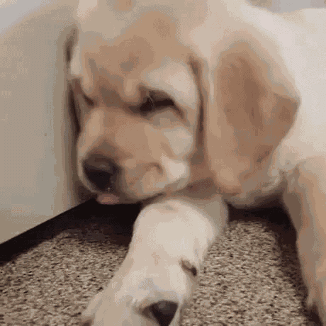 Sleeping Dog GIF