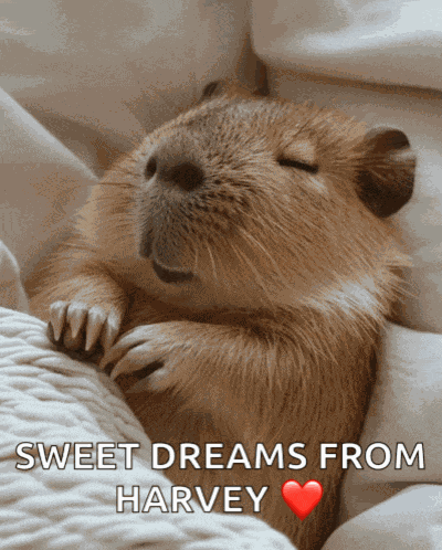 Sleepy Capybara Sleepy Bara Meme