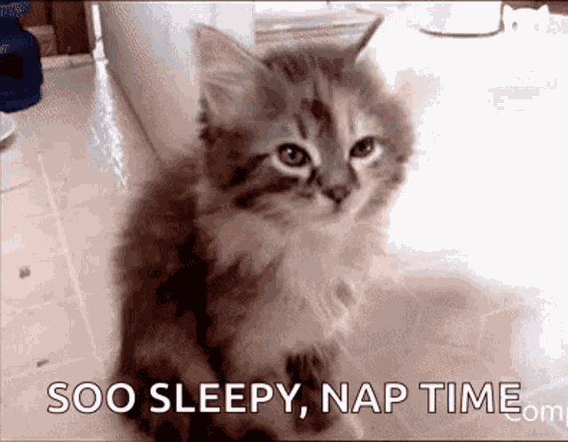 Sleepy Cat GIF
