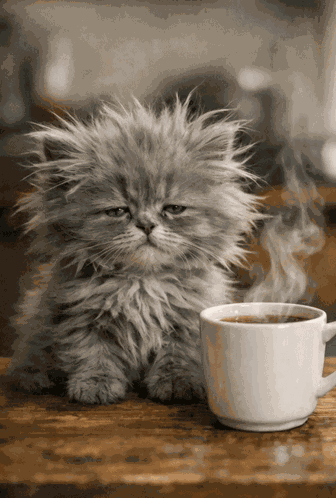 Sleepy Cat Morning Coffee GIF