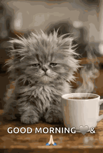 Sleepy Cat Morning Coffee GIF