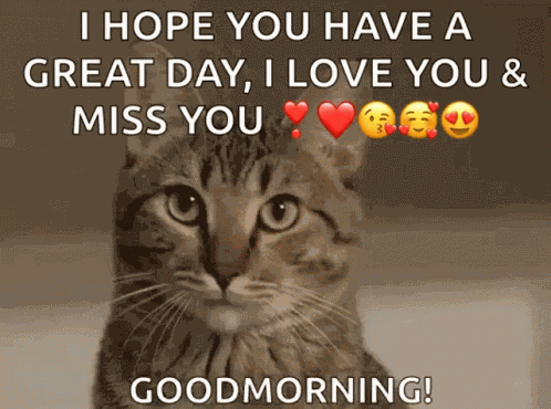 Sleepy Cat GIF