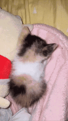 Sleepy Cute Kitty GIF