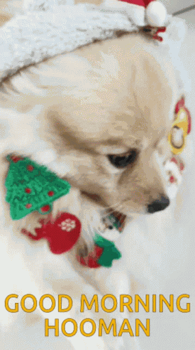 Sleepy Dog Sleepy GIF