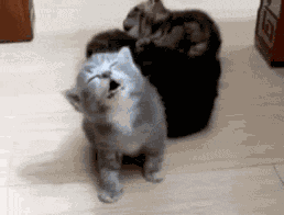 Sleepy Fall GIF