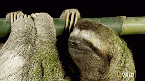 Sleepy International Sloth Day GIF