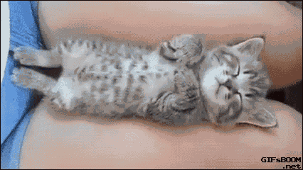 Sleepy Kitty GIF