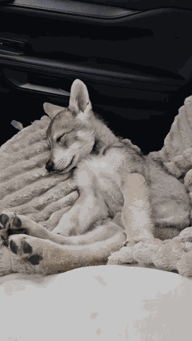 Sleepy Puppy GIF
