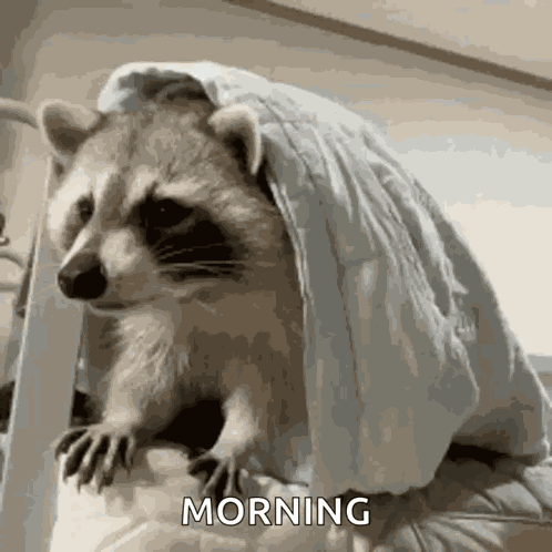 Sleepy Raccoon GIF