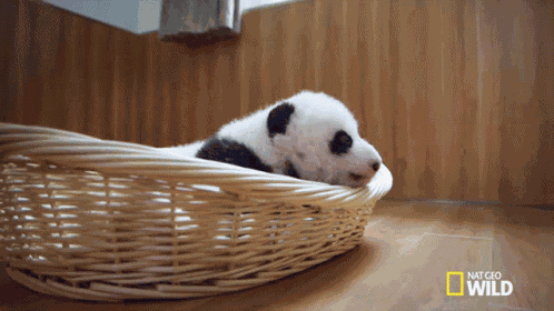 Sleepy Sleepy Sleepy Pandas GIF