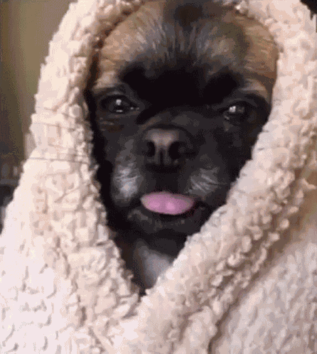 Sleepy Tired GIF