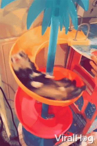 Sliding Viralhog GIF