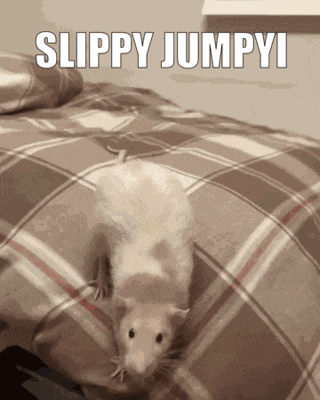 Slippy Rat GIF