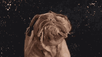 Slobber Slinging Shake Head GIF