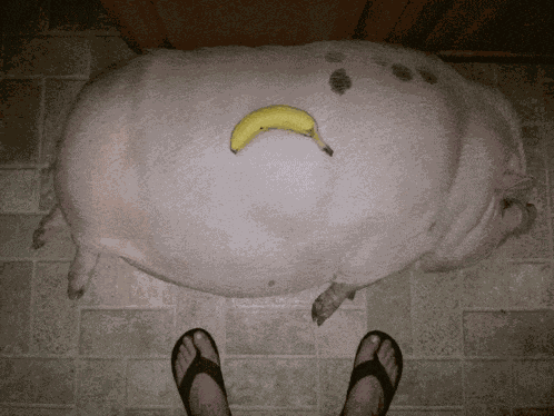 Slop Pig Meme