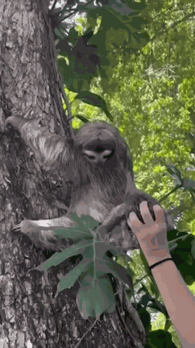 Sloth Baby GIF