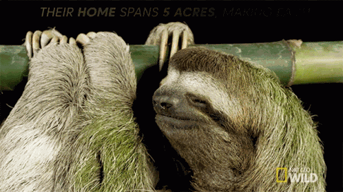 Sloth Homes International Sloth Day GIF