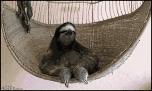 Sloth GIF