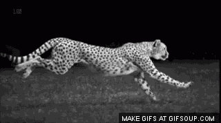 Slow Motion Cheetah - Slow GIF