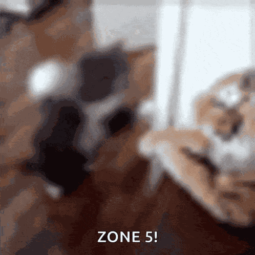 Small Cat Gif Small Cat Gif Go Slap GIF