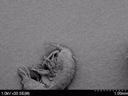 Smallest Violin World'S Smallest Violin GIF