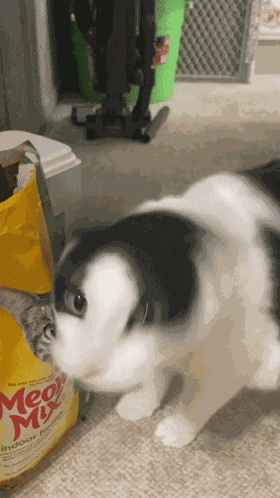 Smh Smh Cat GIF