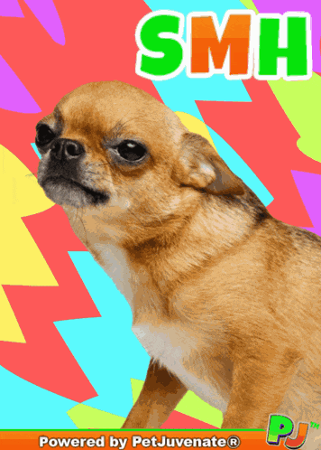 Smh Smh Gif GIF