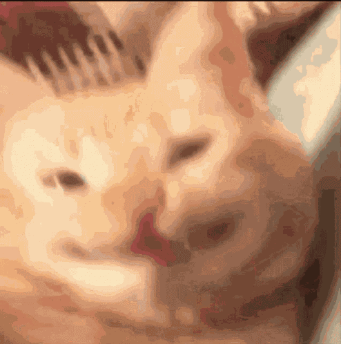 Smile Cat GIF