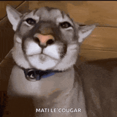 Smile Mountain Lion Joba GIF